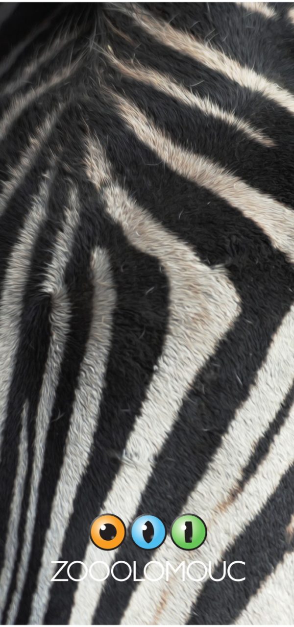 Nákrčník - Image 2