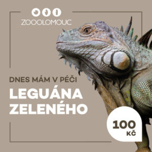 Mám v péči – Leguán zelený