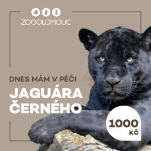 Mám v péči – Jaguár černý