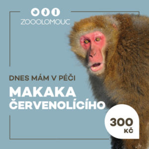 Mám v péči – Makak červenolící